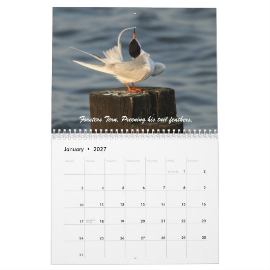 De wilde wereld van Ternen en Gulls Kalender (Jan 2027)