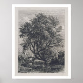 De wilg (etsen) poster (Voorkant)