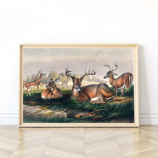 De Witte-Aangedreven Deer Poster