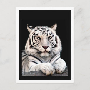 De witte Bengaals tijger Briefkaart