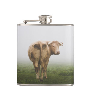 De witte Bull van de Koe die terug in een Gebied v Heupfles