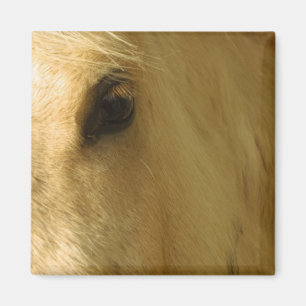 De witte Close-up van het Paard Magneet
