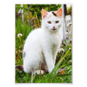 De witte Foto van het Katje Afdruk