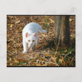 De witte jager briefkaart (Voorkant)
