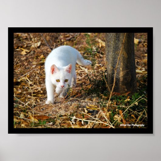 De witte jager poster (Voorkant)
