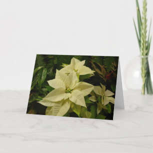 De witte Kaart van de Vakantie van Poinsettia