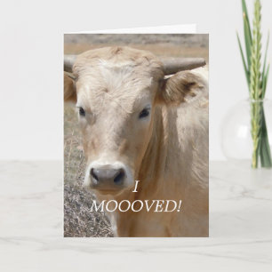 De Witte Koe van Charolais - Westerne Aankondiging