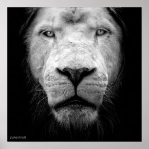 De witte leeuw - The white lion Poster