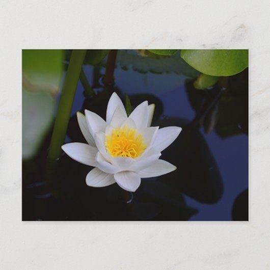 De witte Lotus Card Briefkaart (Voorkant)