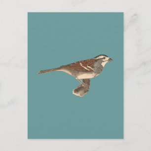 De witte mest (Fringilla leucophrys) Briefkaart