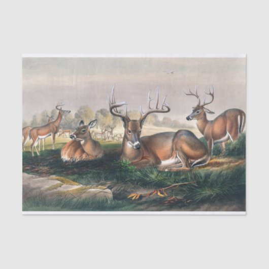 De witte staart van Joseph Wolf Tissuepapier (Voorkant)