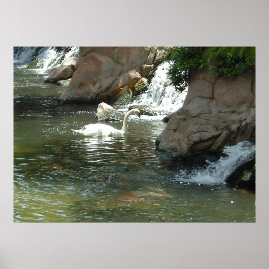 De witte zwaan poster (Voorkant)