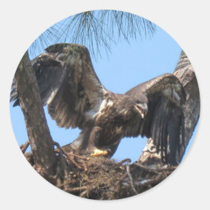 De woeste Jonge Stickers van Eagle