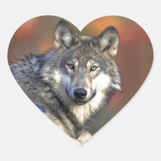 De Wolf Hart Sticker (Voorkant)