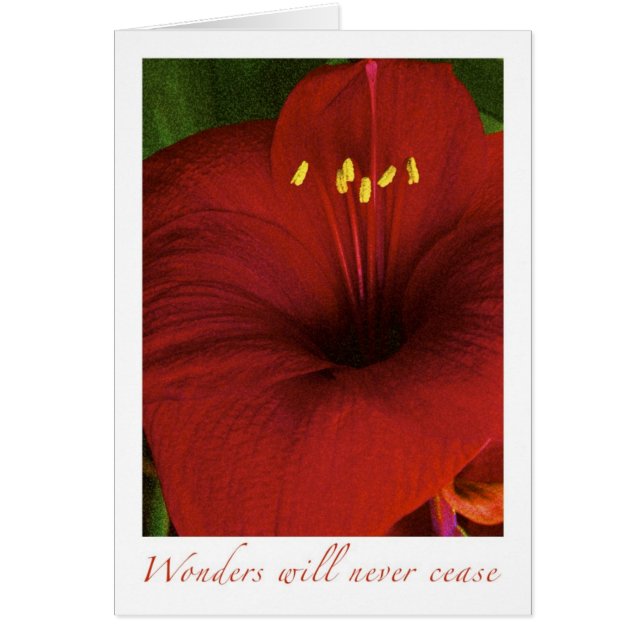 De wonderen zullen nooit ophouden (Voorkant)