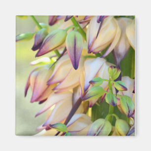de yucca bloeit magneet
