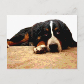 De zachte Hond van de Berg Bernese Briefkaart
