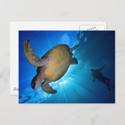 De Zee schildpad en duiker Briefkaart (Voorkant / Achterkant)