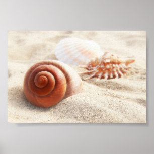 De zeeschelpen op het zand sluiten dicht poster