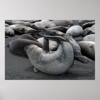 De zegel van de zeemeermin (Poster) Poster