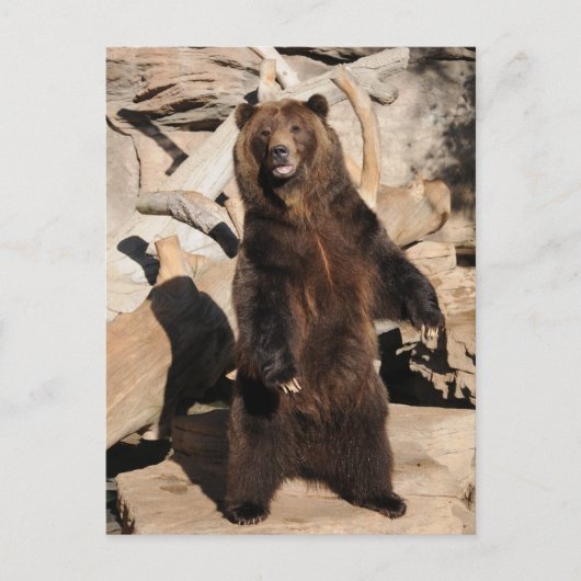 De Zeug van de grizzly Briefkaart (Voorkant)