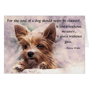 De ziel van een hond - Yorkie