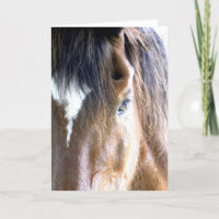 De ziel van het paardenhoofd Close-Up Fotografie