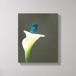 De Zitting van de kolibrie in Calla Lilly Canvas Afdruk