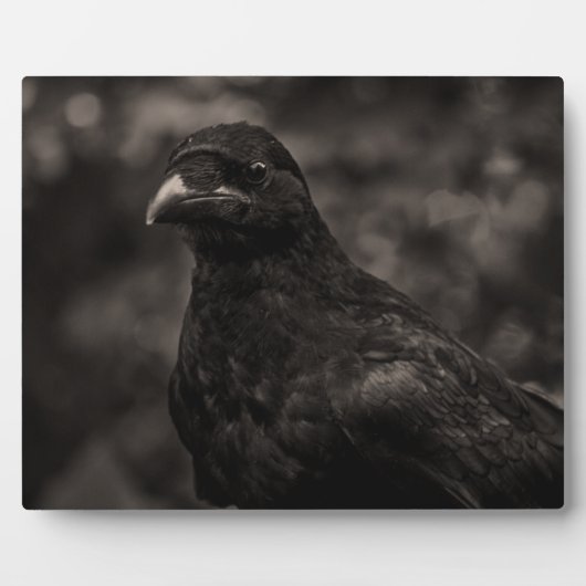 De zoeker fotoplaat (Voorkant)