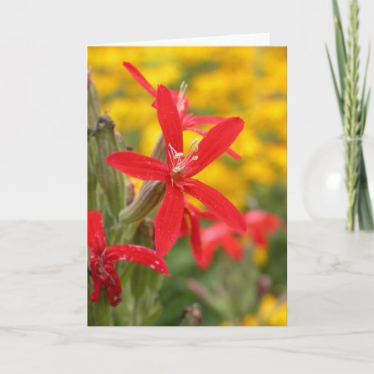 de zomer bloemen - koninklijke silene kaart (Voorkant)