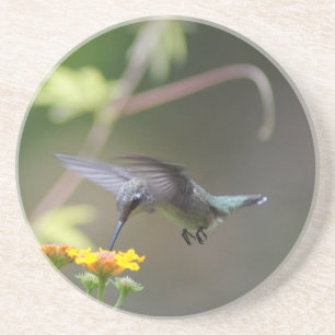 De zomer Hummer Zandsteen Onderzetter