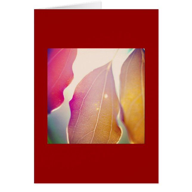 De zon door de bladeren (Voorkant)