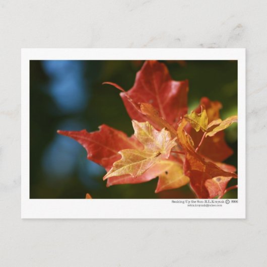 De zon opruimen briefkaart (Voorkant)