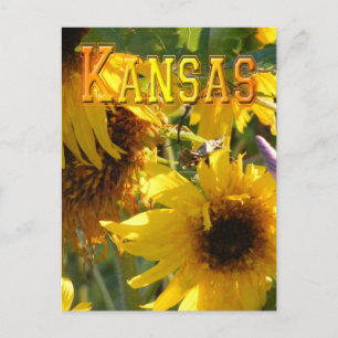 De Zonnebloemen van de teddybeer: Kansas Briefkaart