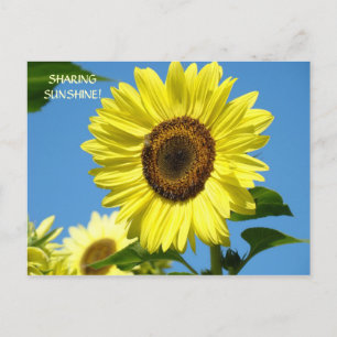 DE ZONNESTRALEN DELEN Zonnebloem Ansichtkaarten Zo Briefkaart