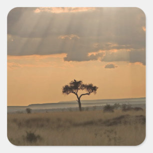 De zonnestralen die door de middag heen schijnen vierkante sticker
