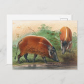 De Zuid-Afrikaanse rivier Hog van Joseph Wolf Briefkaart (Voorkant / Achterkant)