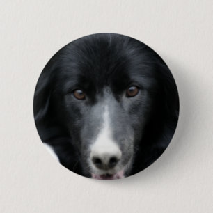 De zwarte Button van de Hond van het Gezicht van