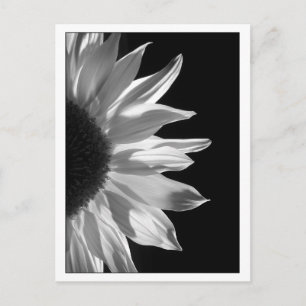 De Zwarte & het Wit van de zonnebloem Briefkaart