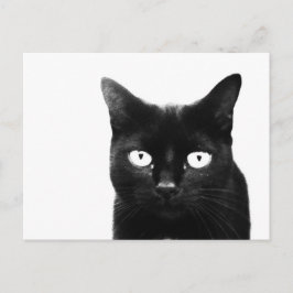 De Zwarte Kat Briefkaart
