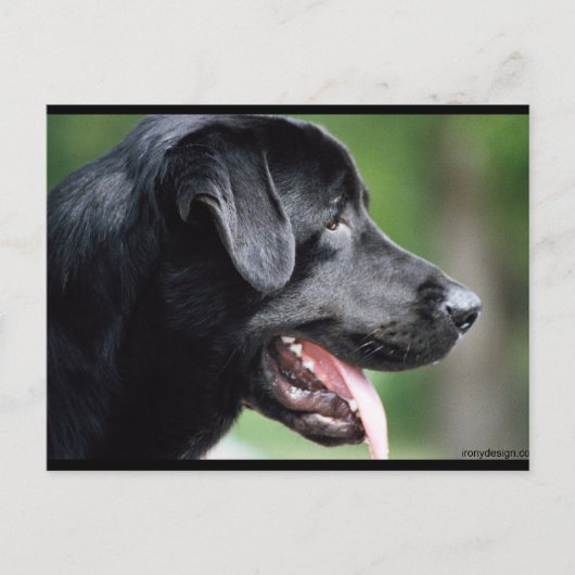 De zwarte labrador briefkaart (Voorkant)
