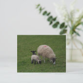 De zwarte schapen briefkaart (Staand voorkant)