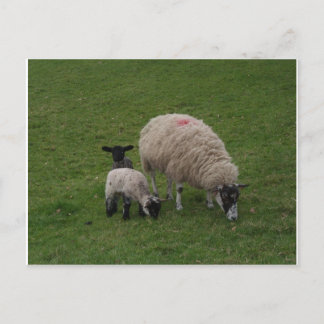 De zwarte schapen briefkaart