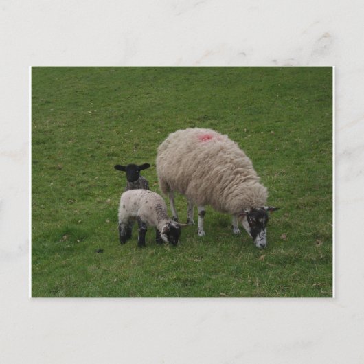 De zwarte schapen briefkaart (Voorkant)