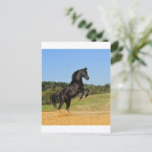De Zwarte Stallion Briefkaart (Staand voorkant)