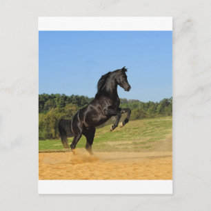 De Zwarte Stallion Briefkaart