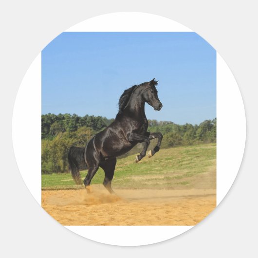 De Zwarte Stallion Ronde Sticker (Voorkant)