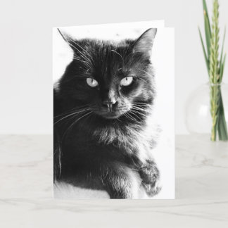 De zwarte & Witte Mooie Zwarte Kat van de Foto, Kaart