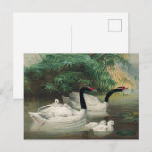 De zwarte zwaan van Joseph Wolf Briefkaart (Voorkant / Achterkant)