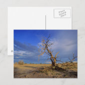 Dead Camel Thorn Briefkaart (Voorkant / Achterkant)